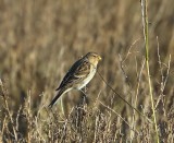 Frater - Twite