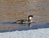 Nonnetje - Smew