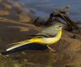 Grote Gele Kwikstaart - Grey Wagtail