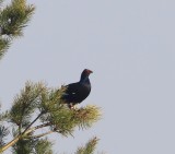 Korhoen - Black Grouse