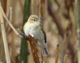 Tjiftjaf - Northern Chiffchaff