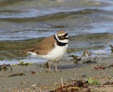 Kleine Plevier - Little Ringed Plover