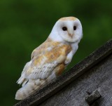 Kerkuil - Barn Owl