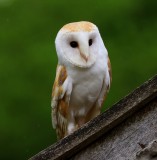 Kerkuil - Barn Owl