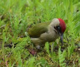 Groene Specht - European Green Woodpecker