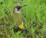 Groene Specht - European Green Woodpecker