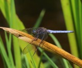 Beekoeverlibel - Keeled Skimmer