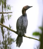 Dwergaalscholver - Pygmy Cormorant