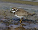 Bontbekplevier - Common Ringed Plover