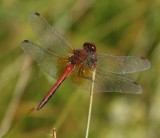 Geelvlekheidelibel - Yellow-winged Darter