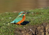 IJsvogels - Kingfishers