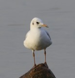 Kokmeeuw - Black-headed Gull