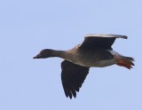 Toendrarietgans - Tundra Bean Goose