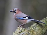 Gaai - Eurasian Jay