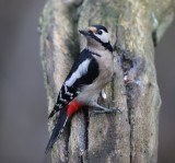 Grote Bonte Specht - Great Spotted Woodpecker