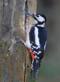 Grote Bonte Specht - Great Spotted Woodpecker