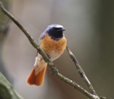 Gekraagde Roodstaart - Common Redstart