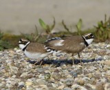 Kleine Plevieren - Little Ringed Plovers