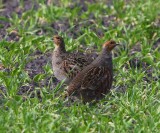 Patrijzen - Grey Partridges