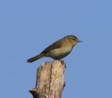 Tjiftjaf - Northern Chiffchaff