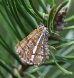 Dennenspanner - Bordered White