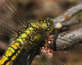 Gewone Oeverlibel - Black-tailed Skimmer