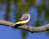 Grote Gele Kwikstaart - Grey Wagtail