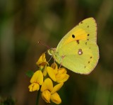 Oranje Luzernevlinder - Clouded Yellow