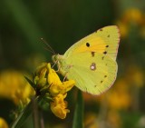 Oranje Luzernevlinder - Clouded Yellow