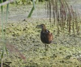 Klein Waterhoen - Little Crake