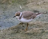 Kleine Plevier - Little Ringed Plover