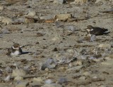 Kleine Plevieren - Little Ringed Plovers