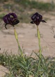   Jerucham Iris   (Iris Petrana) 
