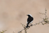 Hooded Wheatear  (Oenanthe monacha)