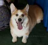 _MG_9402 Happy Corgi