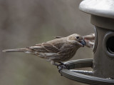 PZ110214 Female Purple Finch