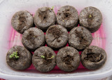 DSC03822 Basil seeds germinating