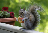 Birds (and occasional squirrels) - Mostly Through My Windows