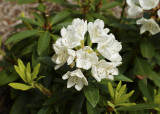 DSC05776 rhododendron