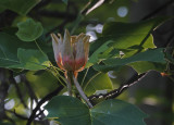 SRX00436 Tulip Poplar Blossom