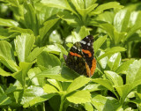 Red Admiral