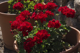 PZ030058 Hot Geraniums