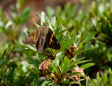 SRX07628_DxO_skipper.jpg