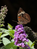 SRX07828 Common Buckeye