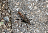 SRX08124 Google Lens says Robber Fly
