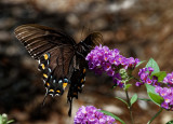 SRX08428 Black Swallowtail
