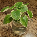 Mexican Oregano Cuttings