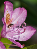 _6060029DxO Really tiny bee