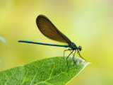 _6240190DxO Ebony Jewelwing