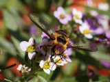 _6280051DxO Bee Fly